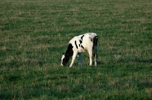 A black and white calf grazing in a green field under a clear sky.