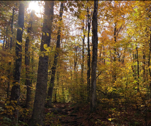 A sunlit forest path surrounded by trees with vibrant autumn leaves in shades of yellow and orange.