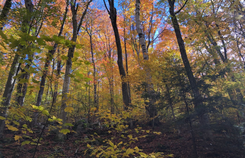 A vibrant forest in autumn, with trees displaying bright yellow and orange leaves under a clear blue sky.