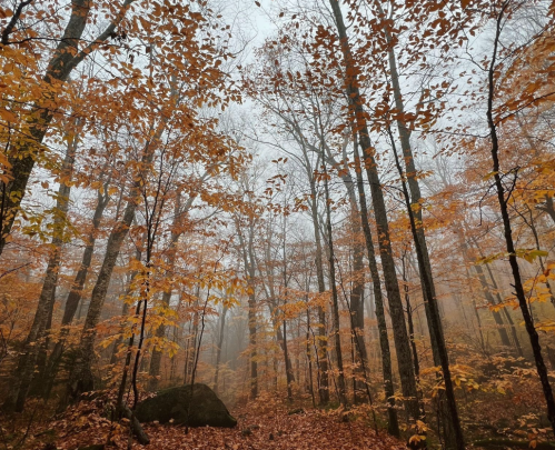 Foggy forest scene with tall trees and vibrant autumn leaves in shades of orange and yellow covering the ground.