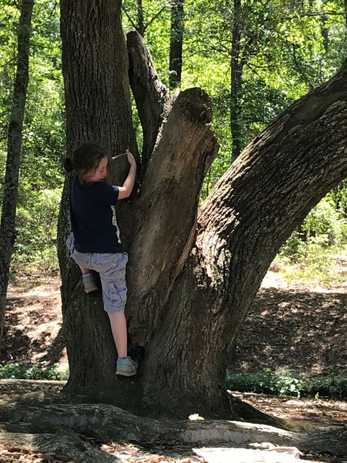A child climbs a large tree in a sunny forest, enjoying a playful moment outdoors.