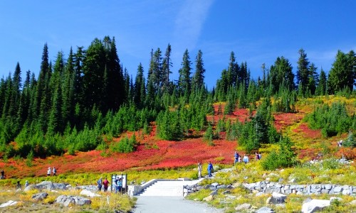 A vibrant landscape with red and green foliage, people walking on a path, and tall trees under a clear blue sky.