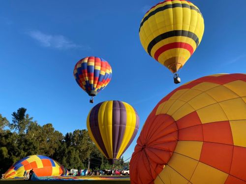Colorful hot air balloons ascend against a clear blue sky, with a grassy field and trees in the background.