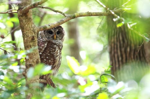 A barred owl perched on a tree branch, partially hidden among green leaves in a forest setting.