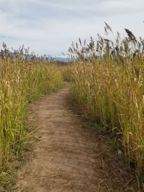 A narrow dirt path winds through tall grass and reeds under a cloudy sky.