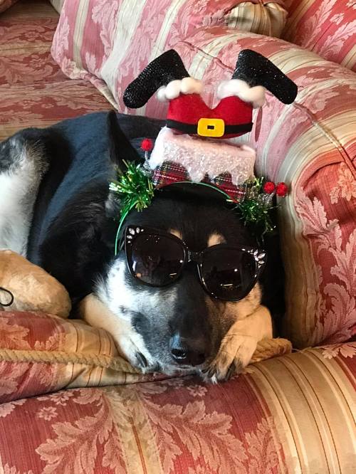 A dog wearing a festive Santa hat and sunglasses, lounging on a couch with a cozy floral pattern.
