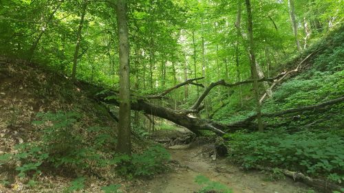 A lush green forest scene with a fallen tree across a small, sandy path surrounded by dense foliage.