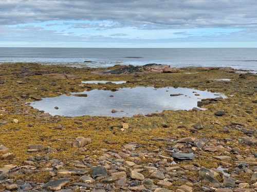 A rocky shoreline with a small tidal pool surrounded by seaweed and pebbles, under a cloudy sky.