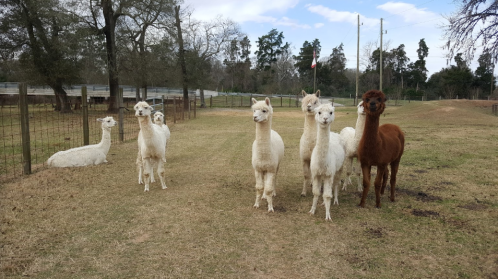 A group of six alpacas, three white and one brown, standing on a grassy path with trees in the background.