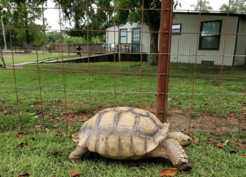 A tortoise walking along a fenced area with a building in the background and grass underfoot.