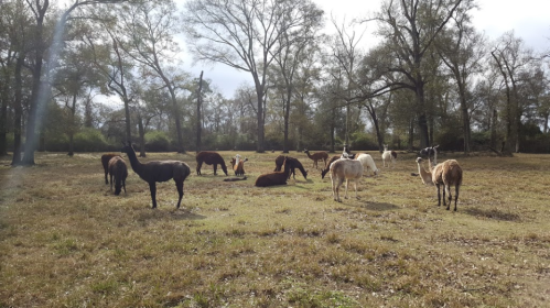A group of llamas grazing in a grassy field surrounded by trees under a cloudy sky.