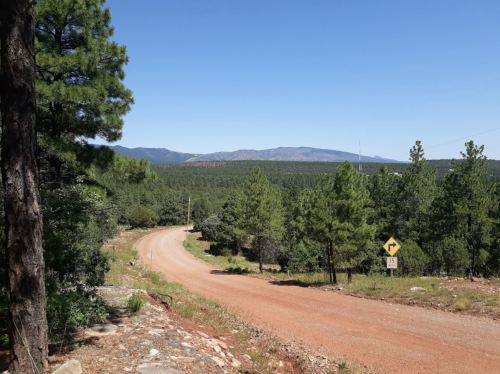 A winding dirt road surrounded by green trees and mountains under a clear blue sky.