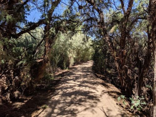 A dirt path winding through dense greenery and trees under a clear blue sky.