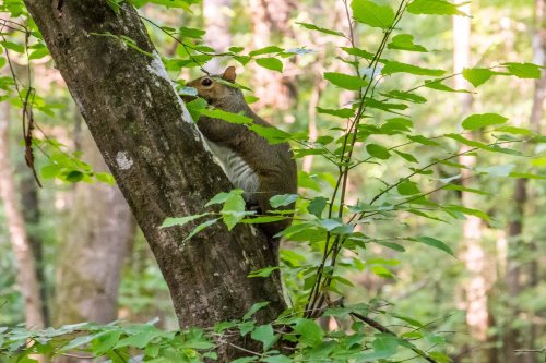 A squirrel climbs a tree surrounded by green leaves in a lush forest setting.