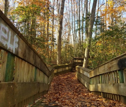 A wooden walkway winding through a forest with autumn leaves and tall trees under a clear blue sky.