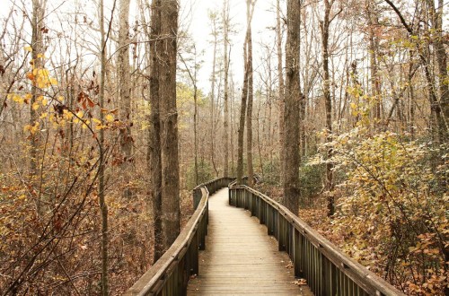 A winding wooden boardwalk through a serene, leafless forest with autumn foliage.
