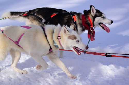 Two huskies in harnesses run through the snow, one wearing a pink harness and the other a red scarf.