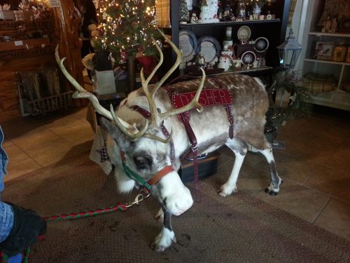 A reindeer with antlers wearing a harness stands indoors near holiday decorations and a Christmas tree.