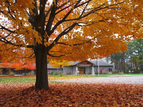 A vibrant autumn scene featuring a large tree with orange leaves in front of a building surrounded by fallen leaves.