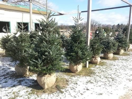 A row of potted Christmas trees on a snowy ground, with a clear blue sky in the background.