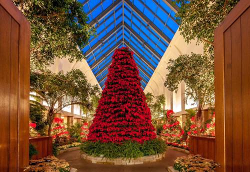 A vibrant indoor garden featuring a large red poinsettia Christmas tree under a glass ceiling.