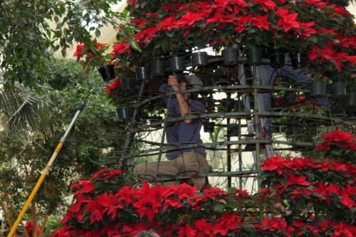 A person works on a structure adorned with vibrant red poinsettias, surrounded by greenery.