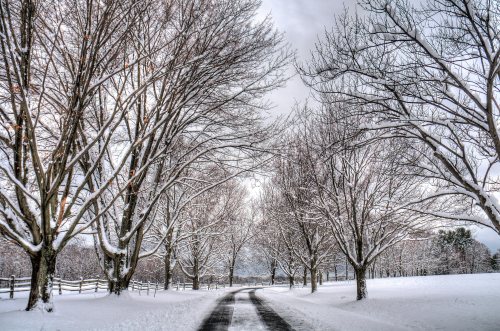 A snow-covered road lined with bare trees, creating a serene winter landscape under a cloudy sky.