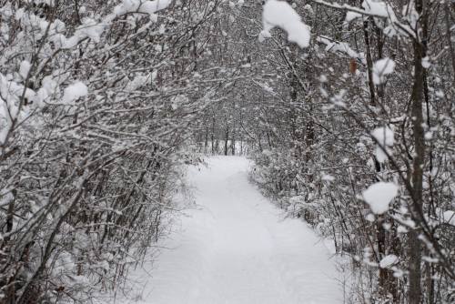 A snowy path winding through a forest, flanked by trees covered in fresh snow.