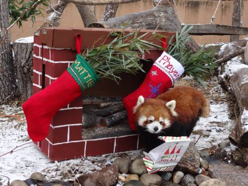 A red panda near a festive fireplace with stockings and a gift, surrounded by snow and greenery.