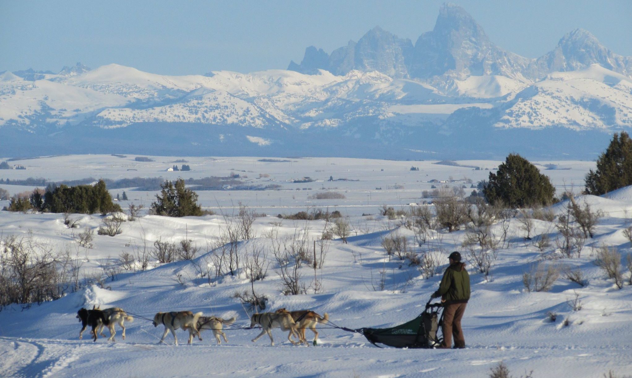 Take A Sled Dog Adventure With Silver Sage Mushing In Idaho For A Ride ...