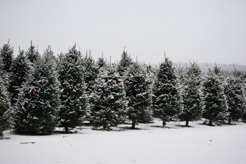 A snowy landscape featuring a row of evergreen trees, some adorned with red ribbons, under a gray sky.