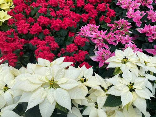 A vibrant display of red, pink, and white flowers, including poinsettias and other blooming plants.
