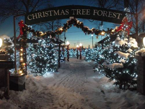 A snowy path leads through a Christmas tree forest, adorned with lights and festive decorations under a twilight sky.