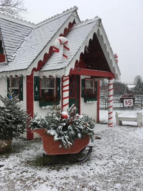 A festive cottage with candy cane decorations, surrounded by snow and a wheelbarrow filled with greenery.
