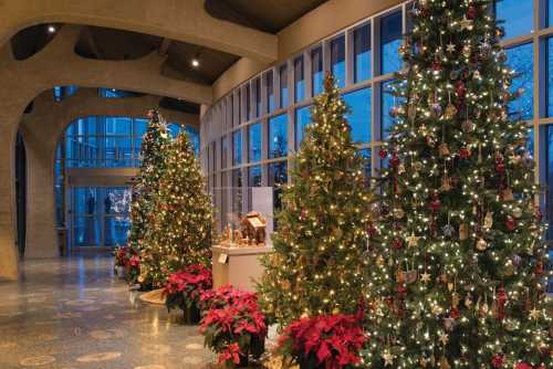 Three beautifully decorated Christmas trees with lights and ornaments, surrounded by poinsettias in a modern indoor space.