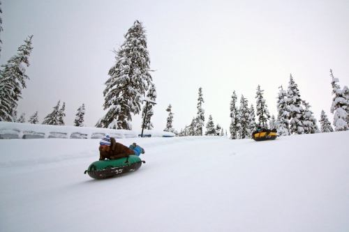 Two people sledding down a snowy hill, surrounded by tall evergreen trees under a cloudy sky.