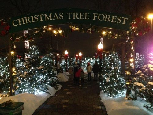 A festive entrance to a Christmas tree forest, adorned with lights and decorations, with people walking through the snowy path.