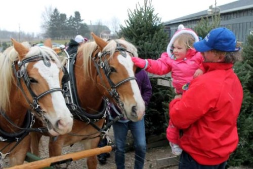 A young girl in a pink coat pets two horses while a man in a red jacket watches, surrounded by trees and people.