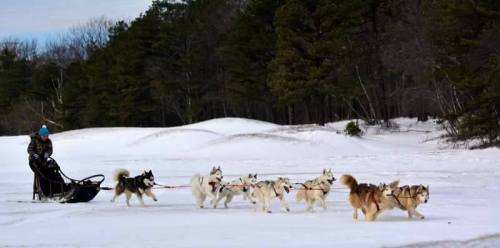 A person sleds with a team of huskies across a snowy landscape, surrounded by trees.