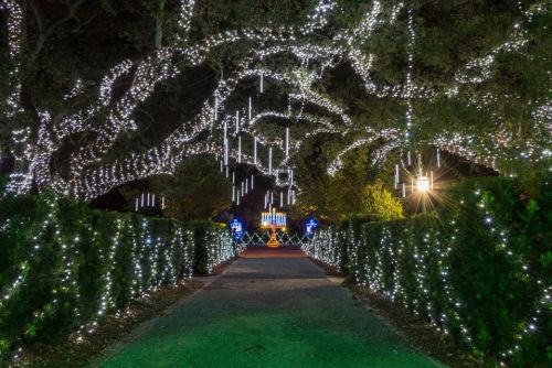 A beautifully lit pathway with trees adorned in white lights, creating a magical nighttime atmosphere.