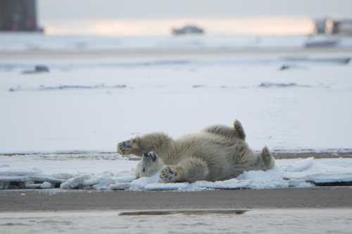 A polar bear lies on its back on a snowy landscape, playfully rolling in the snow.