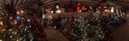 A festive indoor scene filled with decorated Christmas trees and colorful holiday decorations.