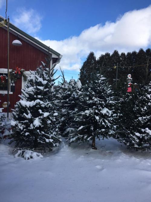 Snow-covered Christmas trees in front of a red building under a blue sky with fluffy clouds.