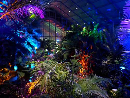 A vibrant indoor garden illuminated with colorful lights, showcasing lush tropical plants and a serene atmosphere.