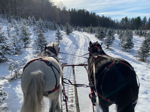 Two horses pull a sled along a snowy path through a forest of evergreen trees.