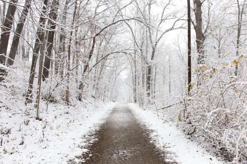A snow-covered path winds through a serene, wintery forest with bare trees and a soft blanket of snow.