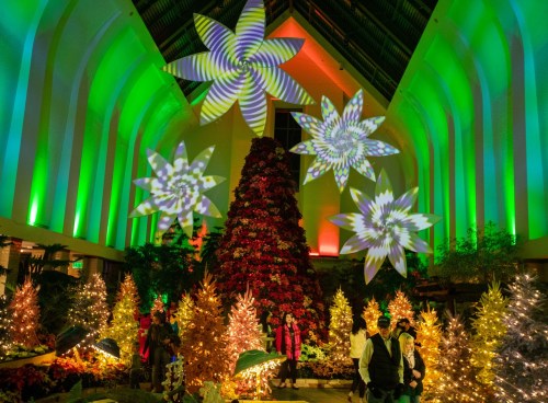 A festive indoor scene with a large Christmas tree, colorful lights, and projected star patterns above.