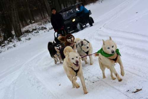 A person guides a team of six sled dogs through snowy terrain, with a vehicle in the background.