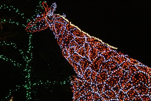 A giraffe silhouette made of colorful holiday lights against a dark background.