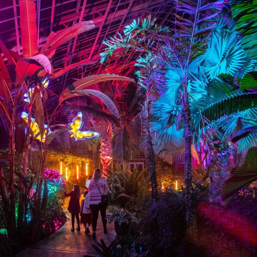 A vibrant indoor garden with colorful lights, tropical plants, and a butterfly decoration, creating a magical atmosphere.